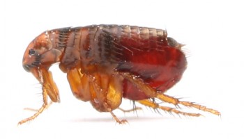 Pest Control Vaucluse