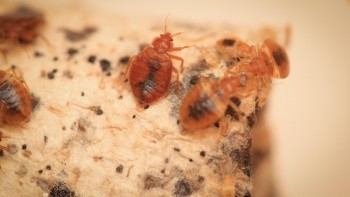 Pest Control Surry Hills