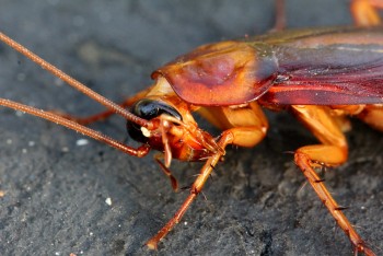 Pest Control Surry Hills