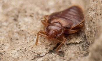 Pest Control Strathfield