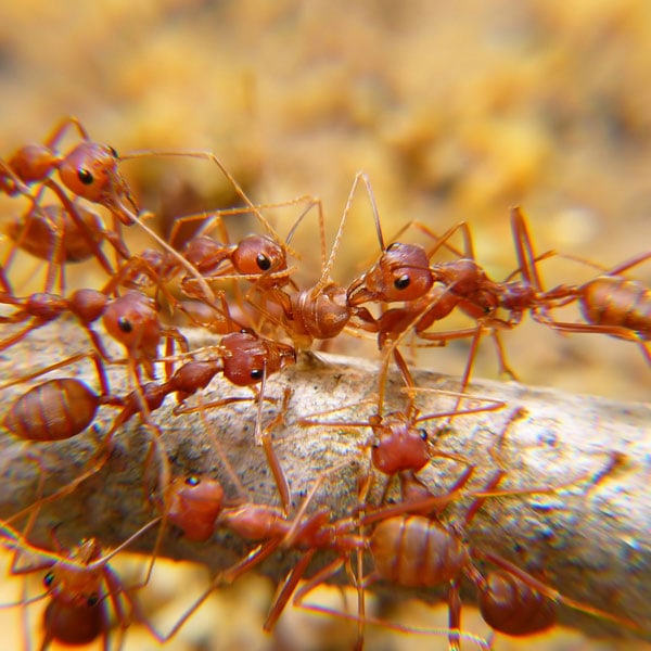 Pest Control Strathfield