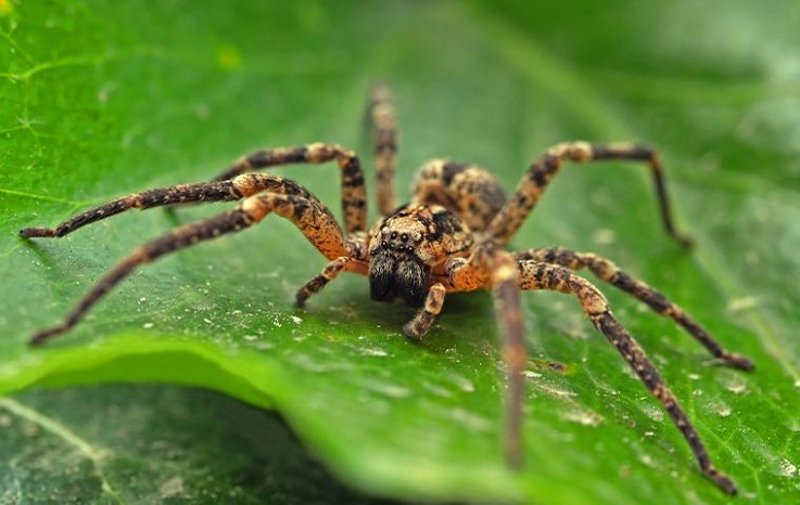 Pest Control Strathfield