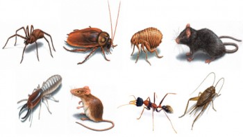 Pest Control Ellenbrook