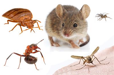 Pest Control Ellenbrook