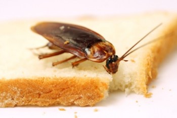 Pest Control Banyo
