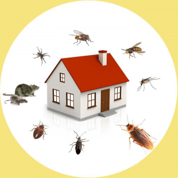 Pest Control Banyo