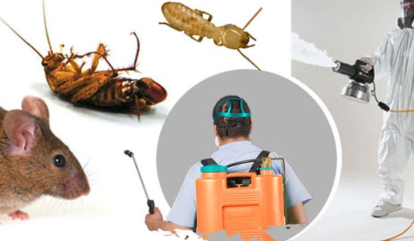 Pest Control Banyo