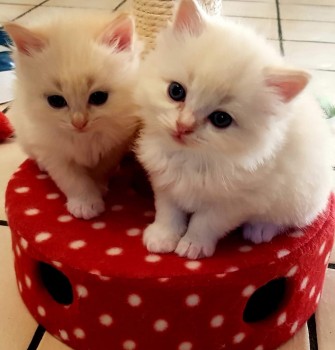 2 Doll faced White Ragdoll kittens