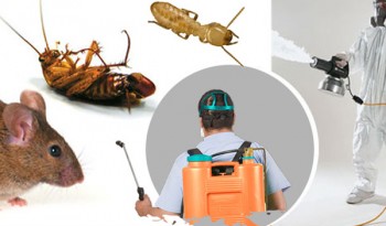 Pest Control Earlwood