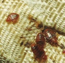 Pest Control Seven Hills