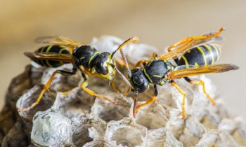 Pest Control Seven Hills