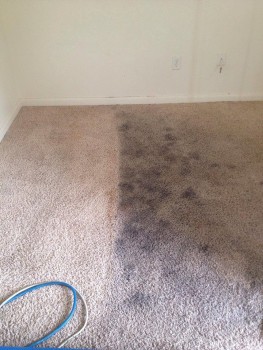 Carpet Cleaning Hendra