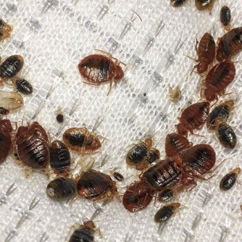 Pest Control Wyndham Vale