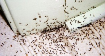 Pest Control Wyndham Vale