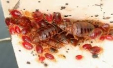 Pest Control Bonython