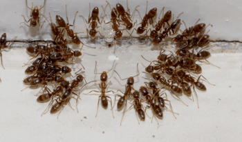 Pest Control Williamstown
