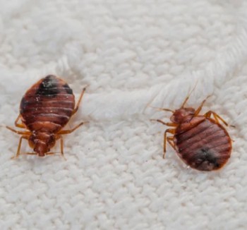 Pest Control Williamstown