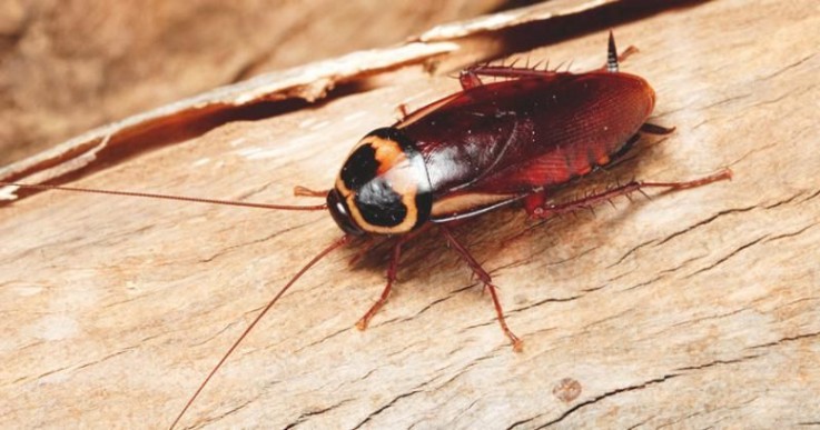 Pest Control Rowville