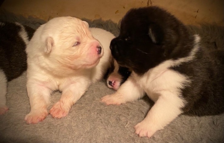 Cute Akita puppies for sale.