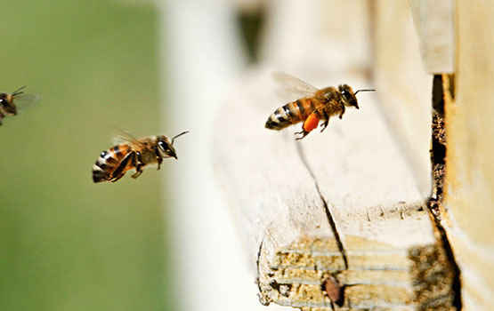 Marks Pest Control Lithgow