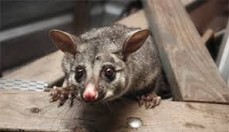 Pest Control Pimpama