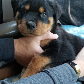 Rot Weiller puppies for sale