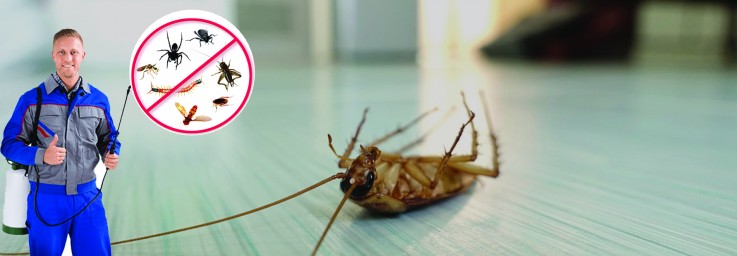 Logan Pest Control - 0403199602