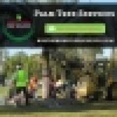  Good Quality Palm Tree Services