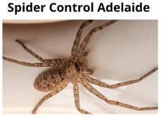 Spider Control Adelaide
