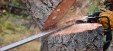 Stump Tree Removal Sydney  The Tree Doctor