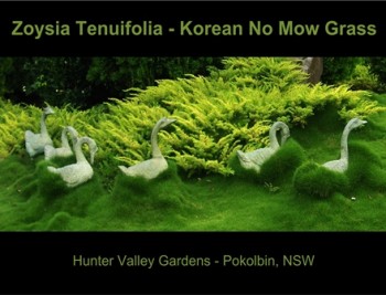 Trays of No Mow Grass (Zoysia tenuifolia