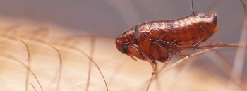 Pest Control Fairfield