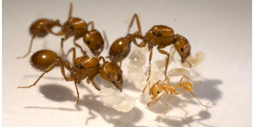 Pest Control Fairfield