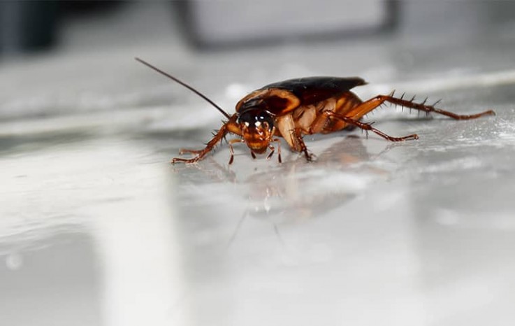 Pest Control Fairfield