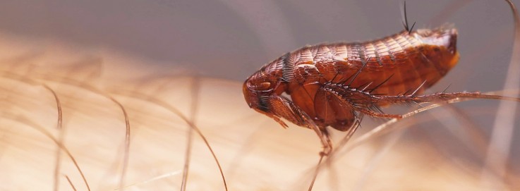 Pest Control Fairfield