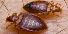 Pest Control Miami