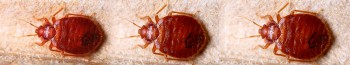 Eco Safe Pest Control Perth Services