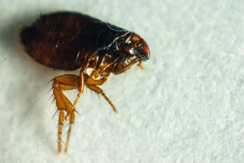 Pest Control Redbank Plains