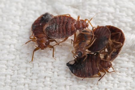 Pest Control Redbank Plains