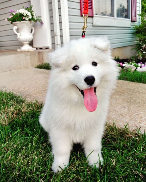 Pet Care Related Questions App