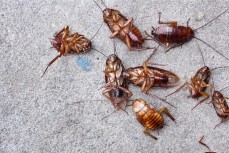 Pest Control Business 