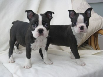 Boston terrier puppies for sale
