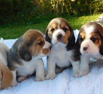 Beagle puppies for sale