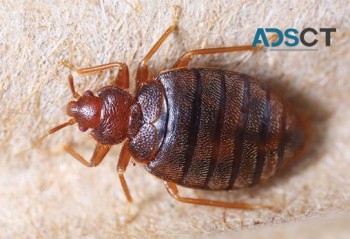 Local Pest Control Sydney