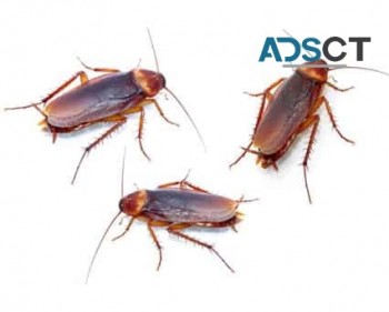Local Pest Control Sydney