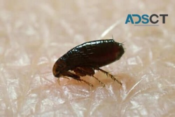 Local Pest Control Sydney