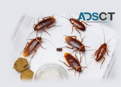 Local Pest Control Sydney