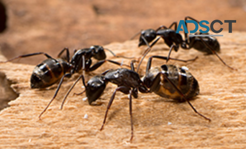 Local Pest Control Sydney