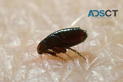 Local Pest Control Sydney