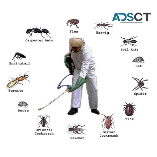 Local Pest Control Sydney